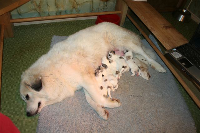 Anna with her babies